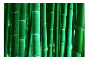 bamboo-background